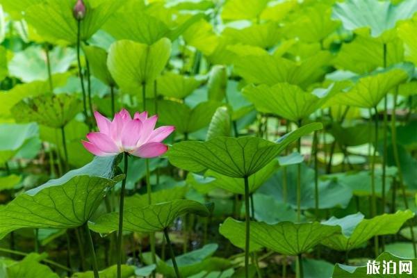 五月洪湖公园荷花开始开放吗 附赏花时间